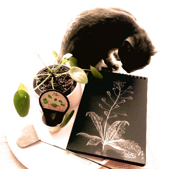 marque plante étiquette ardoise